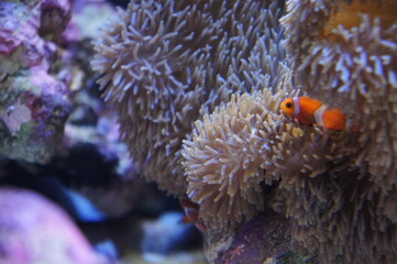 クマノミとイソギンチャク（越前松島水族館にて　福井県　坂井市　三国町）