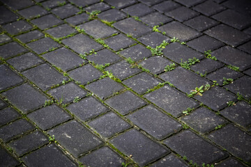 Old cobblestones with moss