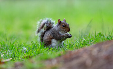Naklejka na ściany i meble Cute squirrel sitting and eating in green grass