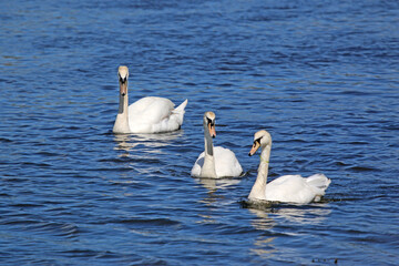 Fototapeta premium Swans on the River Teign 