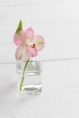 Beautiful pink flower in clear vase on white wooden background