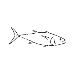 Vector illustration of tuna. Vector illustration can be used for creating logo and emblem for fishing clubs, prints, web and other crafts. tuna fish, vector sketch on white background
