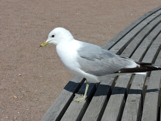 seagull on a bench