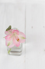 Beautiful pink flower in clear vase on white wooden background