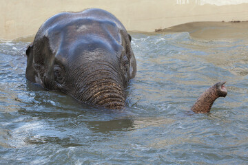 Asian elephant (Elephas maximus) bathing.