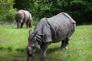 Indian rhinoceros (Rhinoceros unicornis).