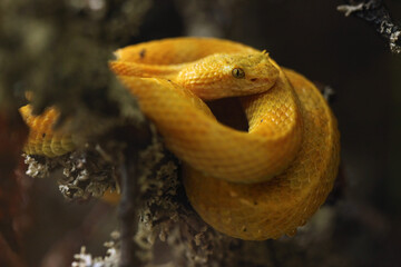 Eyelash viper (Bothriechis schlegelii).