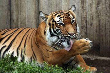 Malayan tiger (Panthera tigris jacksoni).