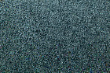 Antillean manatee (Trichechus manatus manatus). Skin texture.