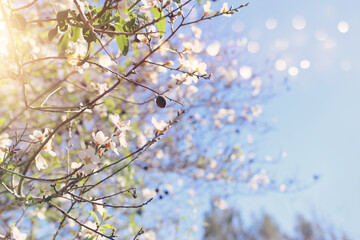 background of spring cherry blossoms tree. selective focus