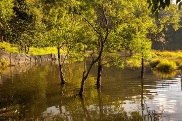 Fototapeta premium Autumn forest at the lake
