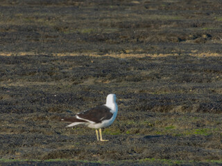 Aves en la costa de la playa