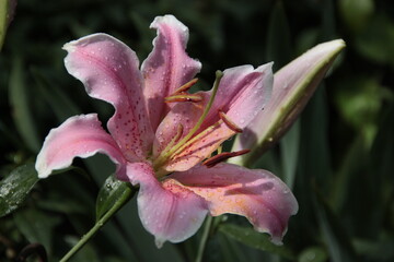 pink lily in the garden after the rain