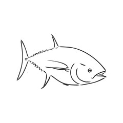 Vector illustration of tuna. Vector illustration can be used for creating logo and emblem for fishing clubs, prints, web and other crafts. tuna fish, vector sketch on white background
