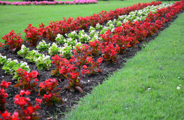 Fototapeta na wymiar Pretty low blooming red and white begonia flowers in the flowerbed along the green lawn. Beautiful begonia flowers boarder in summer.