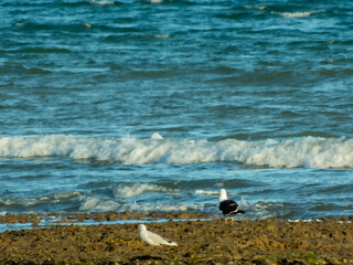 Aves en la costa de la playa