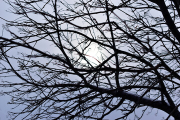 Ghostly black tree branches against the sky