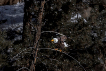 Bald Eagles in Eleven Mile Canyon