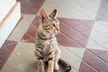 Obraz premium Cute little kitten