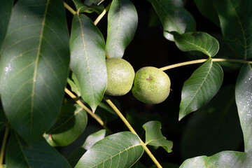 Fototapeta premium Walnussfrucht am Baum