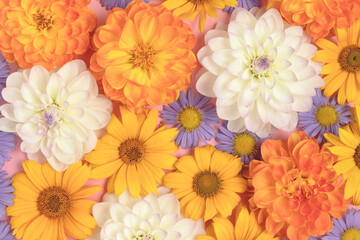 Colorful dahlia and aster flower texture. Springtime background. Floral backdrop concept.
