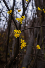Blooming Jasminum nudiflorum or winter jasmine in natural habitat, Armenia