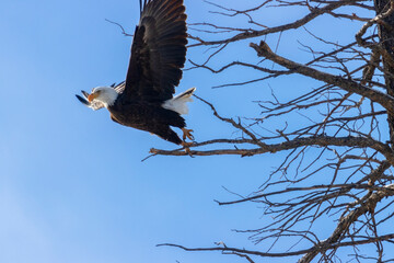 Bald Eagles in Eleven Mile Canyon