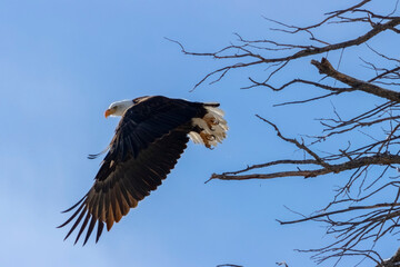 Bald Eagles in Eleven Mile Canyon