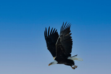 Bald Eagles in Eleven Mile Canyon