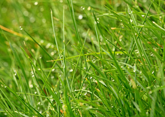 a green grass with dew drops