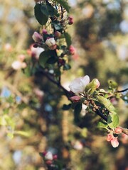 Springtime - an apple tree branch with flowers