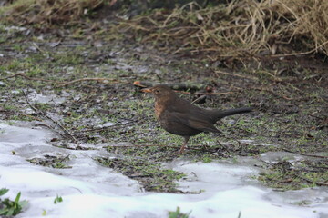 eine Amsel im Park