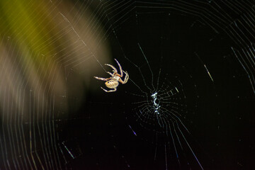 Spider making web at night close up