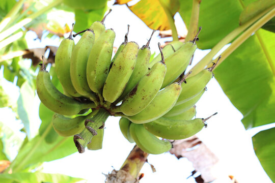 Low-angle shot of a bunch of green bananas grown on tree on the background of the clear sky
