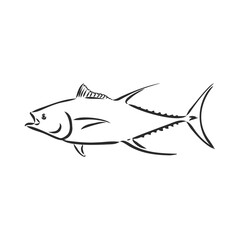 Vector illustration of tuna. Vector illustration can be used for creating logo and emblem for fishing clubs, prints, web and other crafts. tuna fish, vector sketch on white background