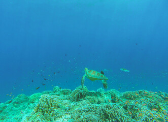 Fototapeta na wymiar Tortue marine, plongée aux îles Gili, Indonésie