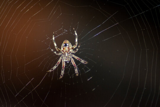Spider making web at night close up
