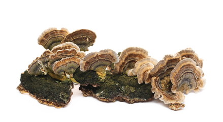 Fungus on tree bark oak isolated on white background