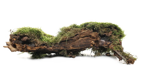 Green moss on tree rotten stump isolated on white background - Powered by Adobe