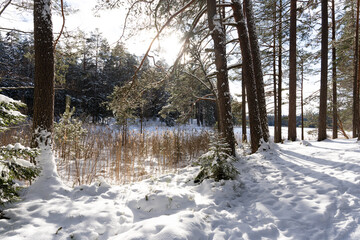 beautiful sunny winter day in Latvia with white fluffy snow in the forest