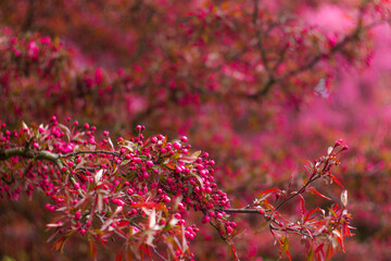 branch with a lot of white and pink blurred flowers. Springtime nature blurred background. The flowers are blurred. Great background for the project.