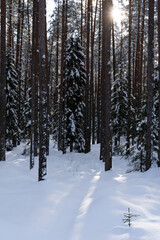 beautiful sunny winter day in Latvia with white fluffy snow in the forest
