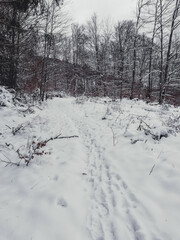 Winter in Harz Mountains National Park, Germany. Moody snow covered landscape in German forest
