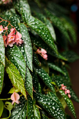 Exotic Angelwing Begonia 'Medora' flourising in a greenhouse