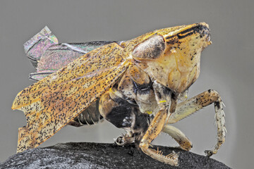 Beautiful Beetle with Colorful and Textured Body. made with the technique of stacking