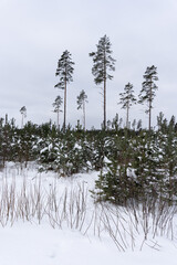 beautiful sunny winter day in Latvia with white fluffy snow in the forest