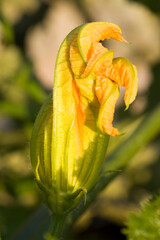 pumpkin is grown on an agricultural field