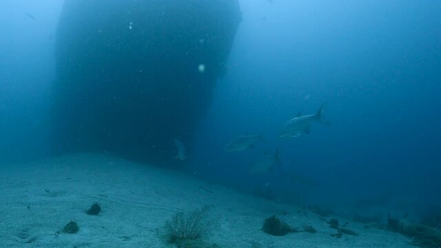 Tarpons at Ship wreck "Superior Producer" in turquoise water of coral reef in Caribbean Sea, Curacao