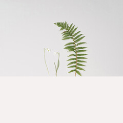 Flat lay charming minimal abstract image of two natural white snowdrop flowers with fresh green fern leaves creating a shelter in the coming spring. Light pastel gray and champagne colors background.