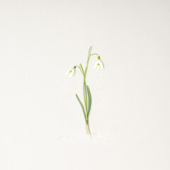 Flat lay charming minimal image of two natural white snowdrop flowers with fresh green leaves. Discrete snowflakes bellow the white flowers and on the bottom. Light pastel gray background.  Spring.